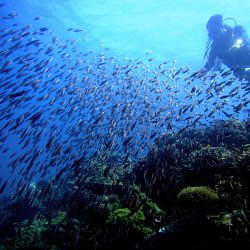 海外ダイビング撮影